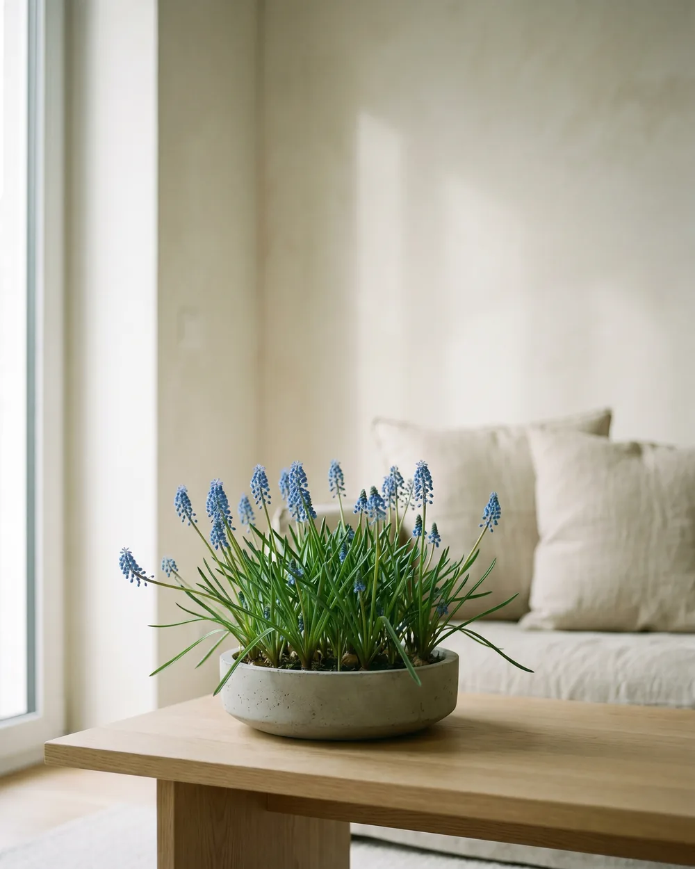 Traubenhyazinthe styliert im Wohnraum
