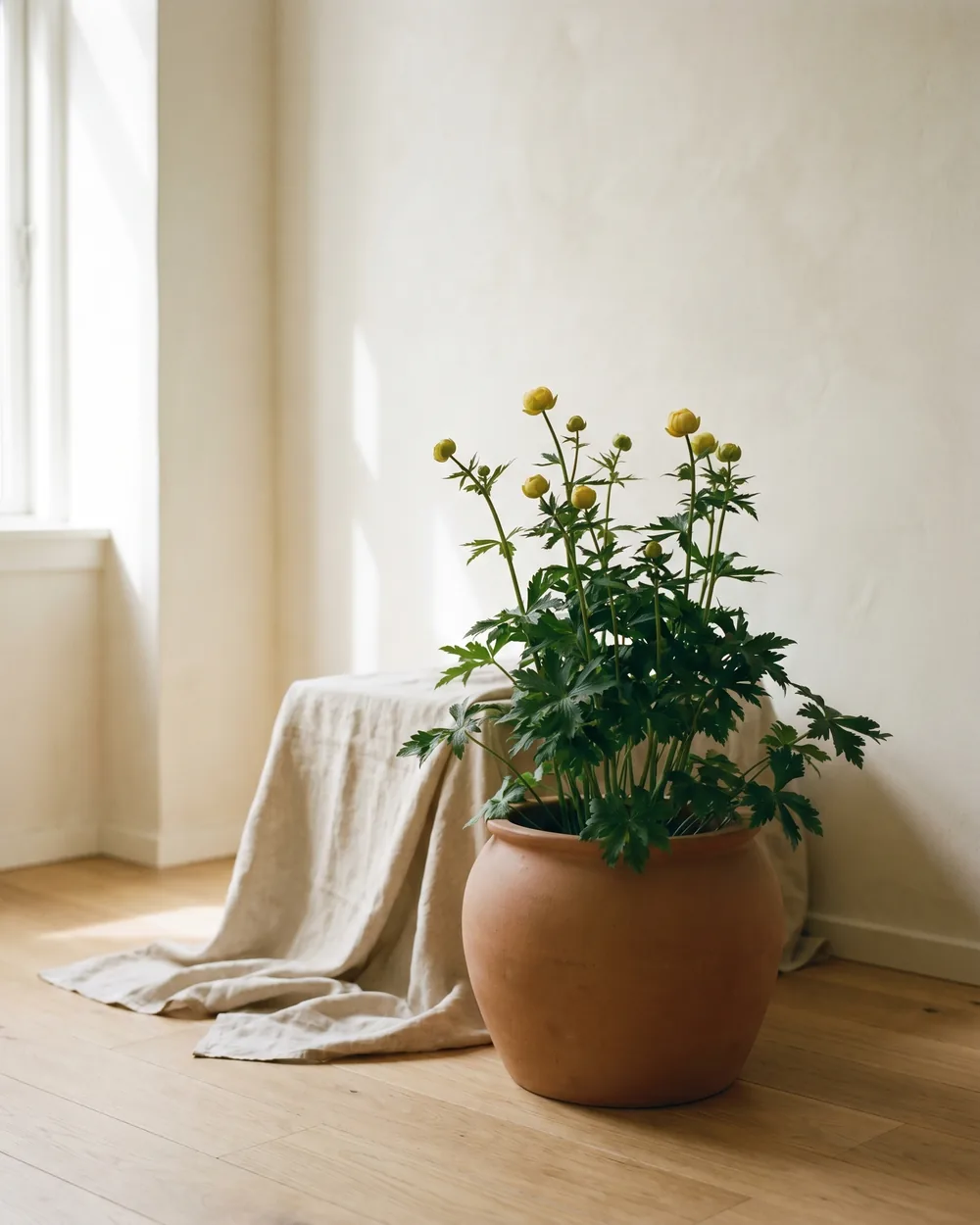 Trollblume styliert im Wohnraum