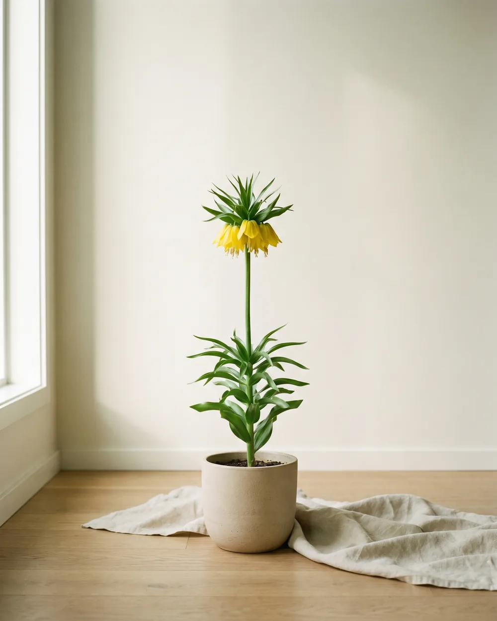 Kaiserkrone styliert im Wohnraum