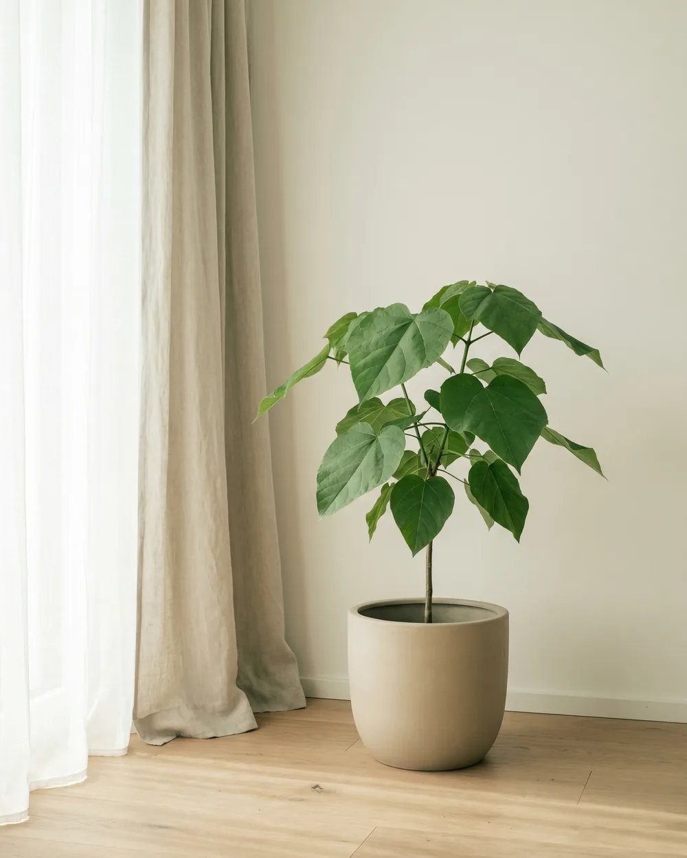 Trompetenbaum styliert im Wohnraum