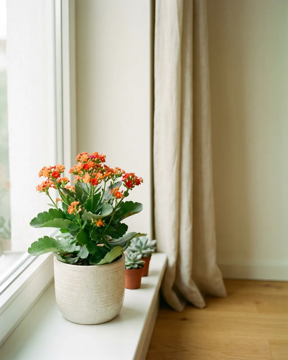 Kalanchoe styliert im Wohnraum