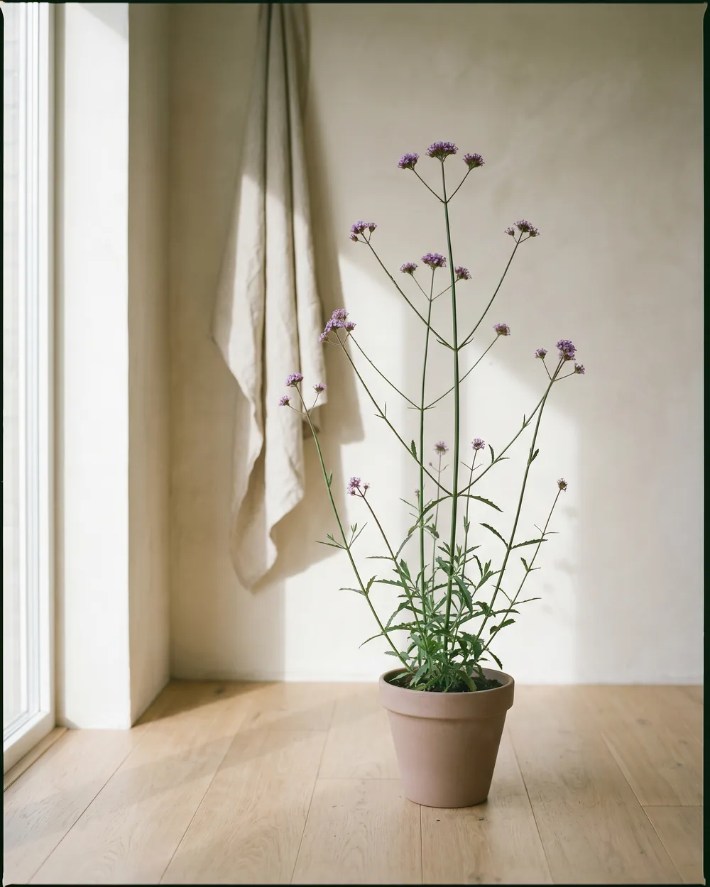 Verbene styliert im Wohnraum