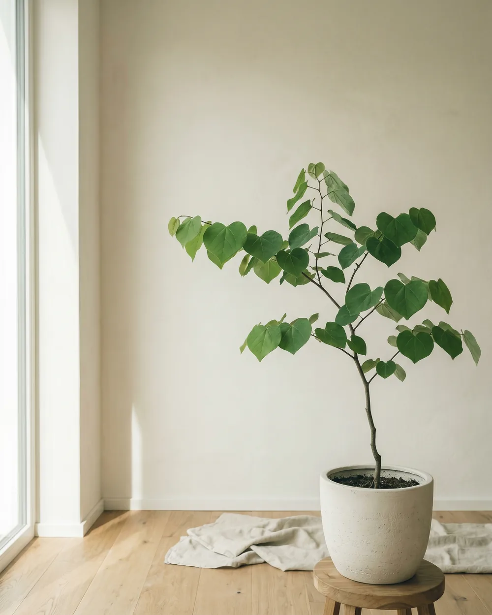 Kanadischer Judasbaum styliert im Wohnraum