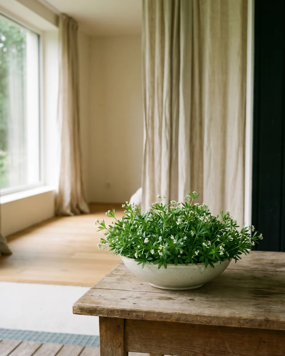 Waldmeister styliert im Wohnraum