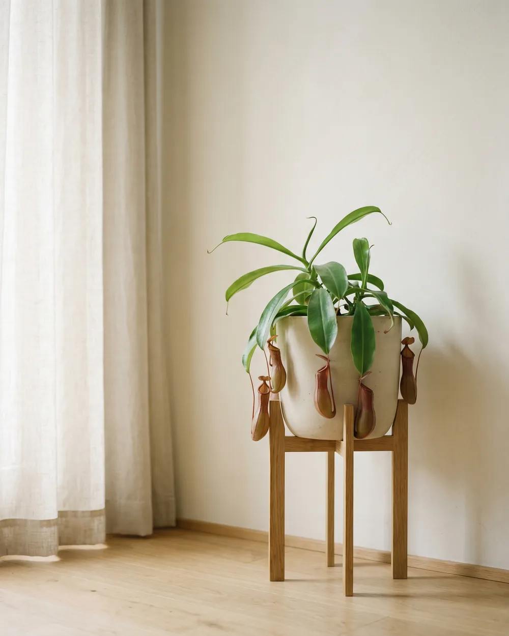 Kannenpflanze styliert im Wohnraum