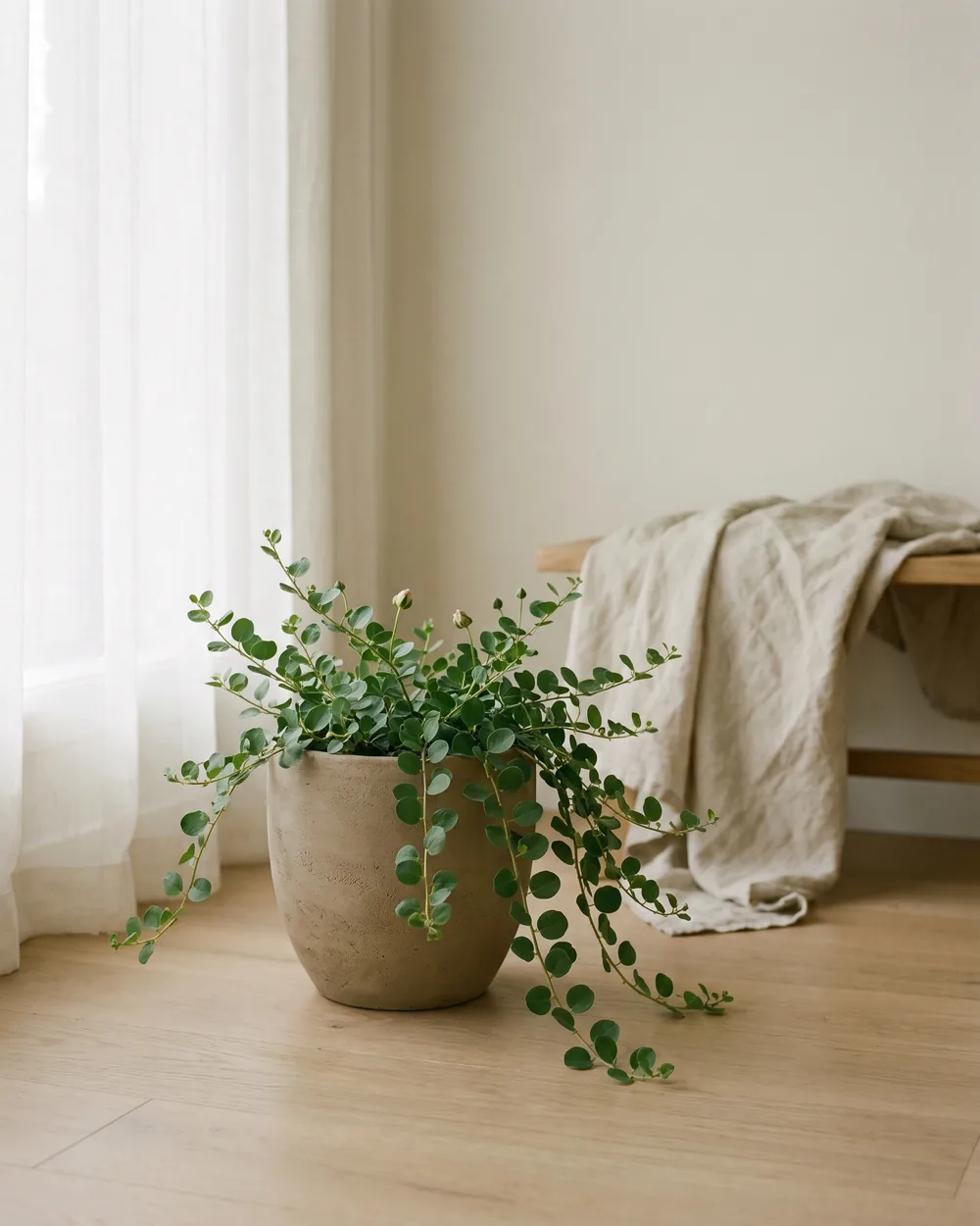 Kapernstrauch styliert im Wohnraum