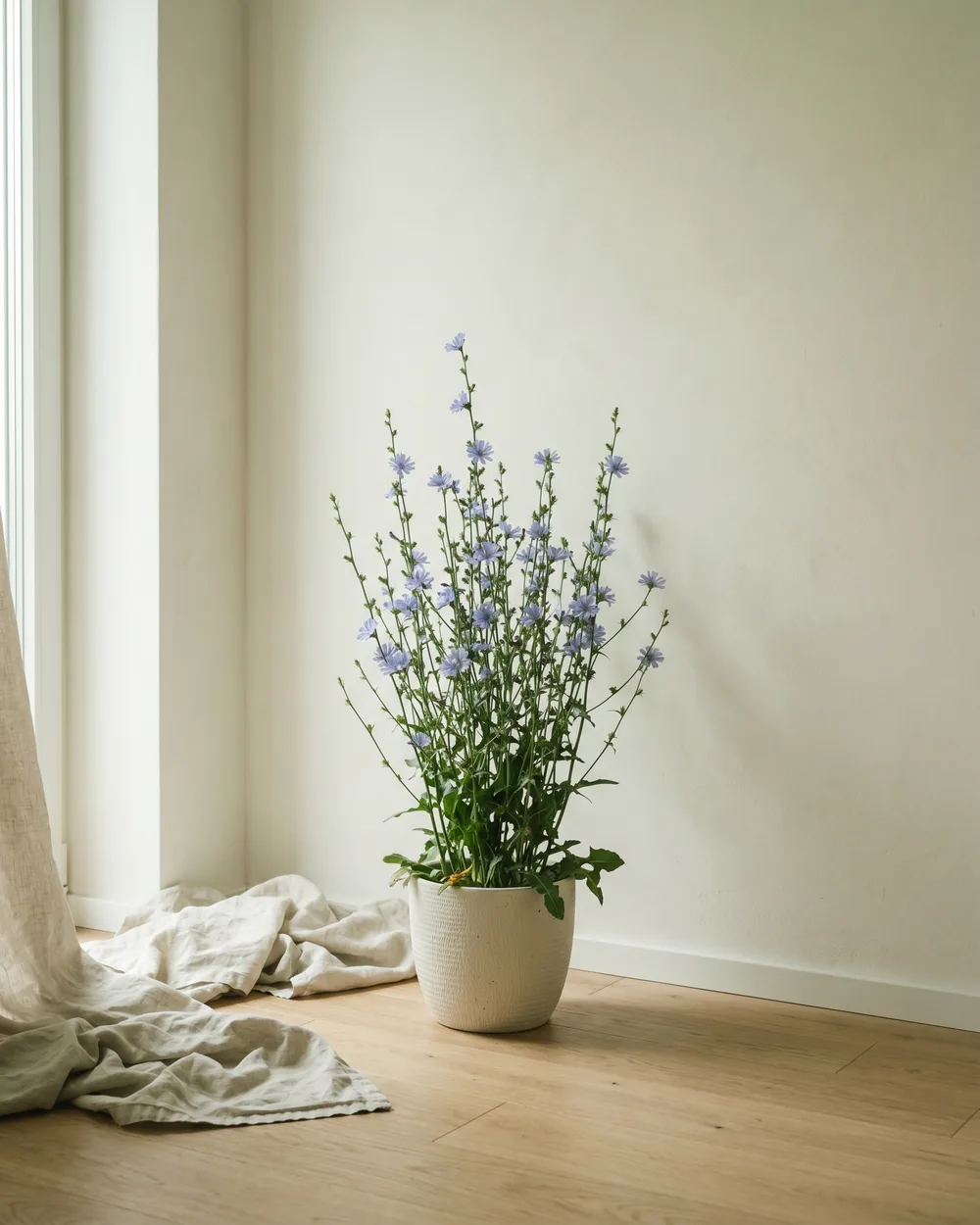 Wegwarte styliert im Wohnraum