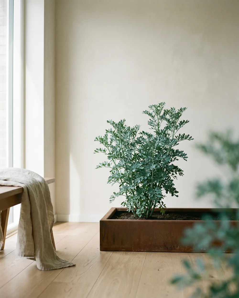 Weinraute styliert im Wohnraum